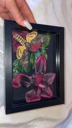 Taxidermy Death Head Moth Art