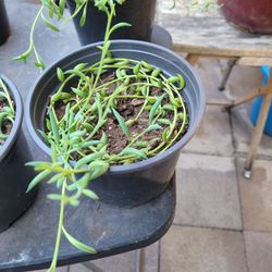 Strings Of Banana And Dolph