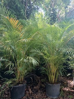 Areca palm Sale! 15gl $45🌴