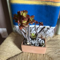 Jade Plant 🪴 On Clay Pot