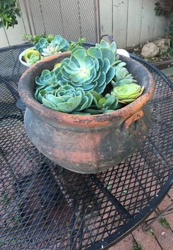 large succulent pot