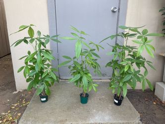 Pachira Braided Money Tree House Plant 4” Pot