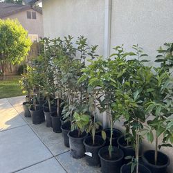 Plantas de guallabos