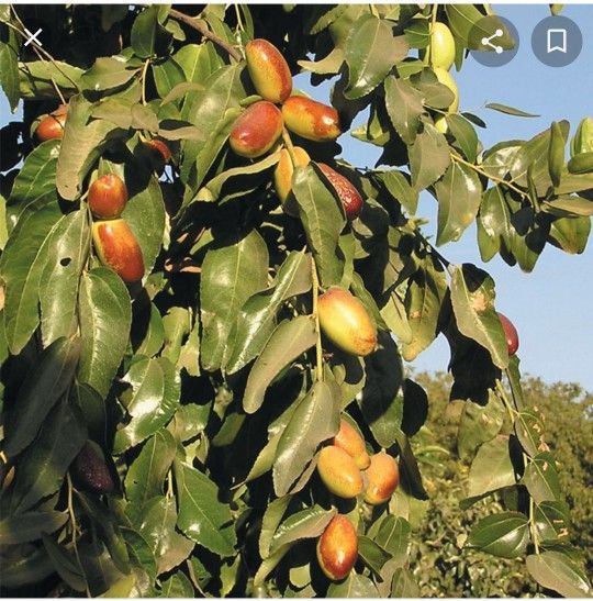 JUJUBE G866. Delicious and Big Fruits. Hard To Find Variety