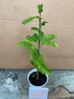 Passion Fruit seedlings (purple),