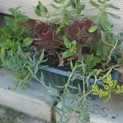 Natural Plants