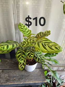 Calathea makoyana