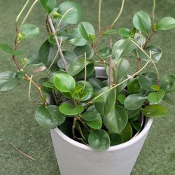 Peperomia obtusifolia