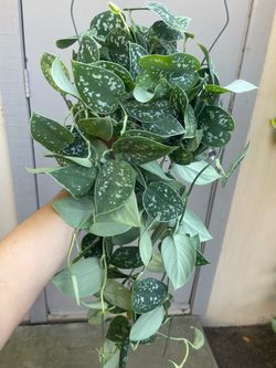 Scindapsus Pictus Argyraeus Silver Satin Pothos House Plant 6” Hanging Pot