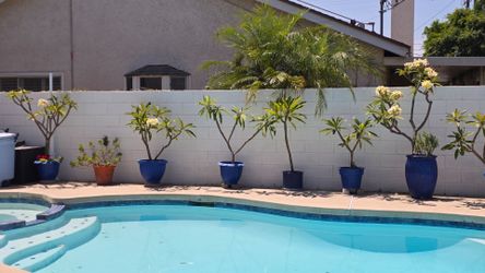 Plumerias blooming in pot and fern