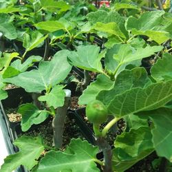 Black Mission Fig Fruit Tree - 5 Inch
