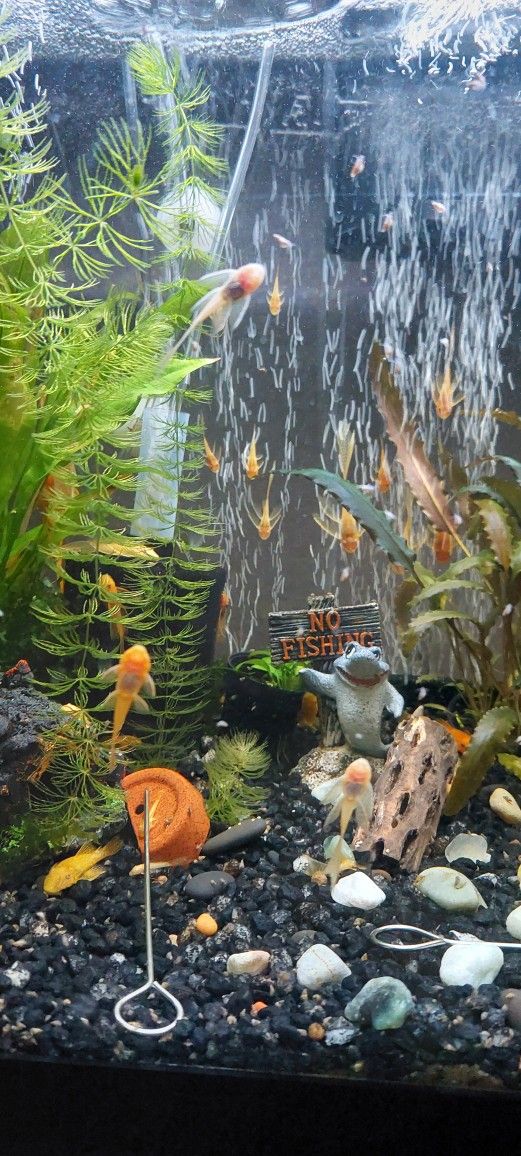 Decoration For Aquariums