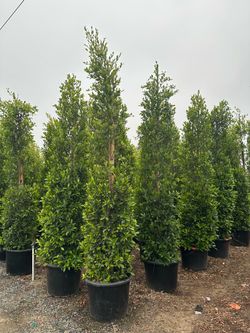 Ficus nítida 24 gallon