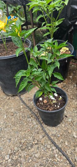 Plantas de Chile Piquin.