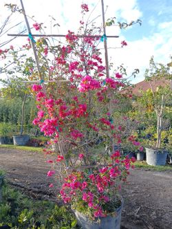 $350 Bougainvillea trellis on sale now