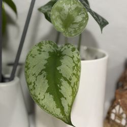 Small live pothos plant In Ceramic Pot