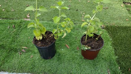 Oregano Plants