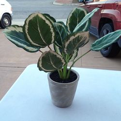 Decorative Calathea Potted Plant - Hearth and Hand with Magnolia