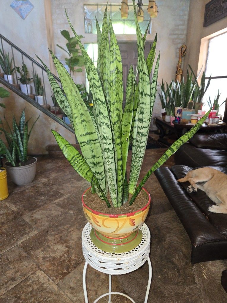 2ft 10in Tall Sansevieria Snake Plant In Nice Ceramic Pot