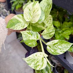 Plants (4”pot🌿Marble queen pothos )