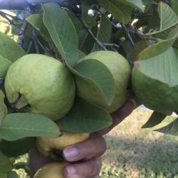 Guabas For Sale