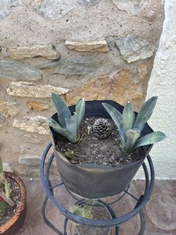 American Agave 