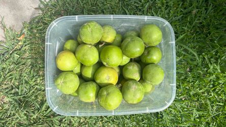 10 PCs Zapotes blanco