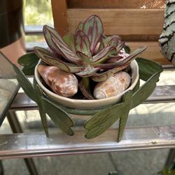 Succulent On Dragonfly Pot