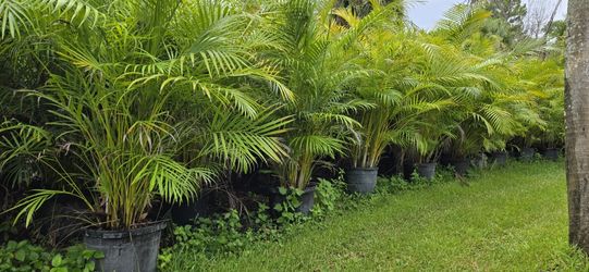 Arecas Price includes installation 7 feet tall 15g