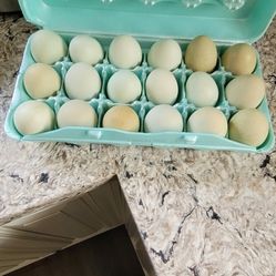 Fresh Eggs