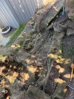 Free Korean/Fairy Grass