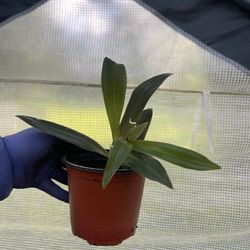 Moses In The Cradle Tradescantia 