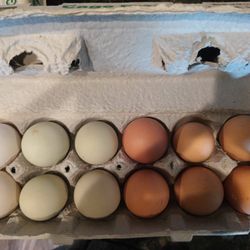 Farm Fresh Eggs. 