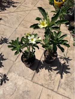 Yellow Desert Rose💛