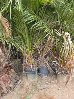 Palm, Trees, Cactus, and Plants for sale