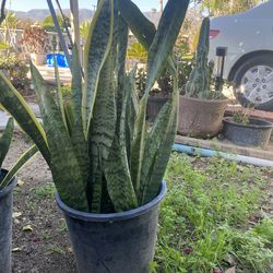 Snake plant $12