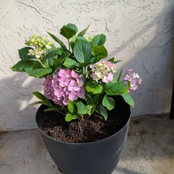 Beautiful Purple Flowers 