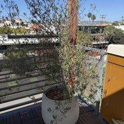 Rolling Green Pots, Planters, and Plants 