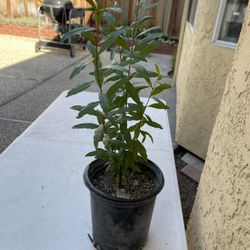 Wonderful Pomegranate $7