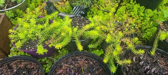 Sedum Plants $4 Each