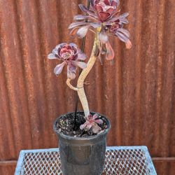 Black Rose Succulent 