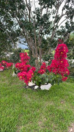 Crape Myrtle /// Árbol de Jupiter