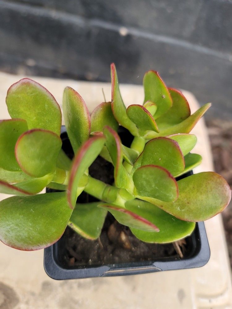 JADE SUCCULENTS