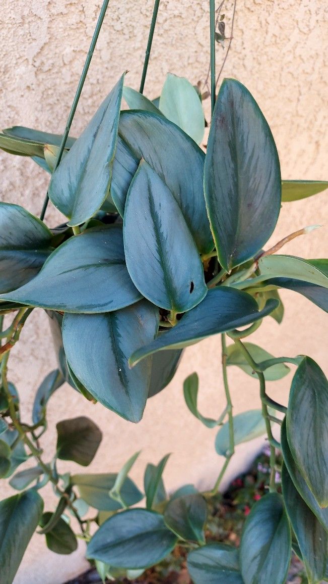 RARE Scindapsus Treubii Moonlight Plant $38