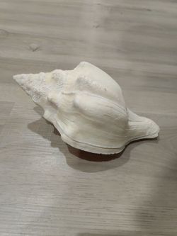 Conch Shell