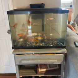 Fish Tank 
