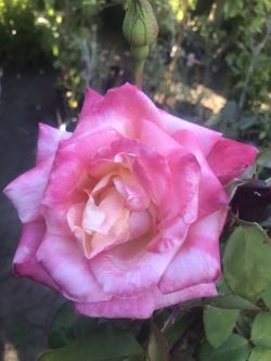 Planta de rosas varios colores $20