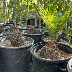 Sago Cycad