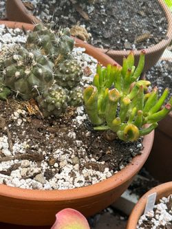 Unique Cactus & Succulent Arrangement 🌵