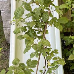 Well-established Hardy Raspberry Plants Will Produce Berries This Year.